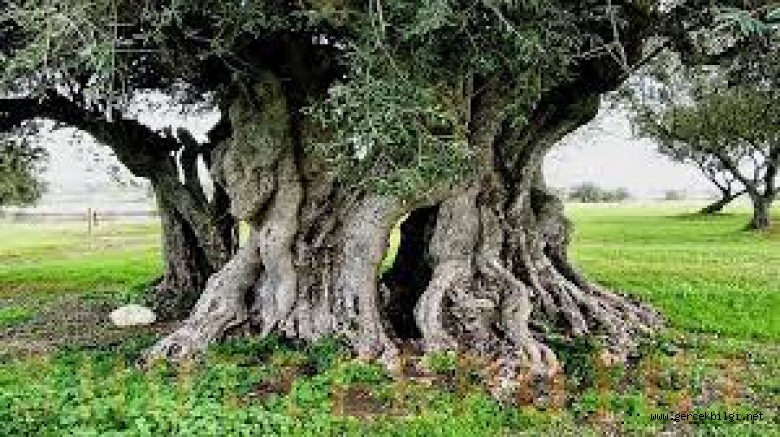GARGAT AĞACININ KÖKLERİ