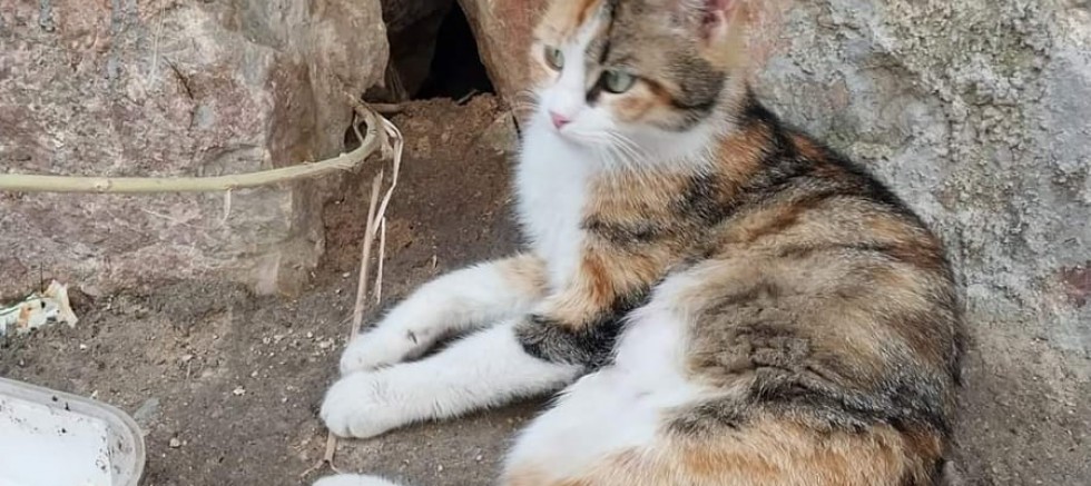 Kedileri koruyan adam