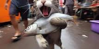 Hırsız Kedi Yakalandı
