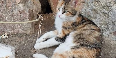 Kedileri koruyan adam